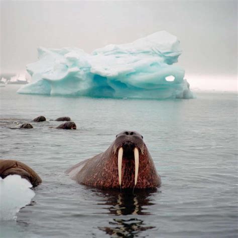 Looking For Walruses From Space In Pictures Arctic Animals Animals