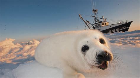 Petition · Its Time To End The Canadian Seal Hunt ·