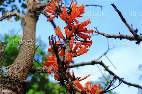 Radermachera Ignea Or Tree Jasmine Stock Photo Download Image Now
