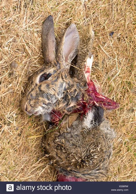 Easter Bunny Is Dead Carcass Of Mutilated Rabbit Stock Photo