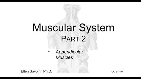 Appendicular Muscles Bio 201 Human Anatomy And Physiology I Youtube