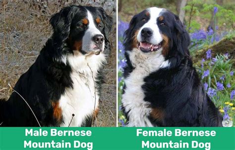 Male Vs Female Bernese Mountain Dogs The Difference With Pictures