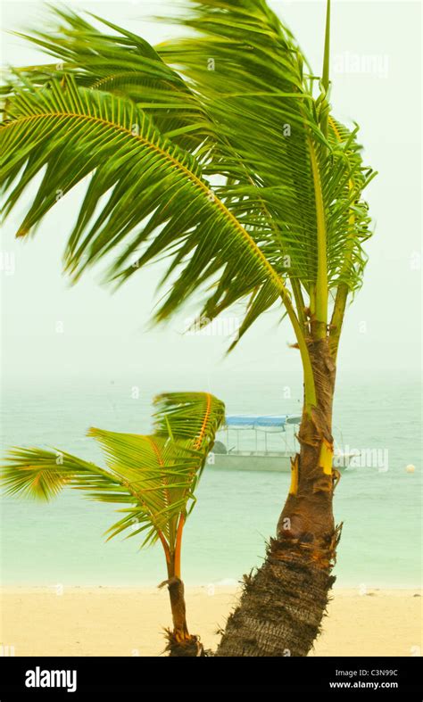 Palm Trees Storm Hi Res Stock Photography And Images Alamy