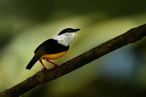 Guided Birding Tour Of Costa Rica 8 Days Kimkim
