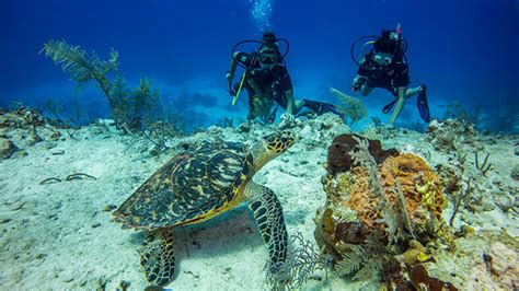 How To Plan A Scuba Diving Trip In Providenciales Turks And Caicos