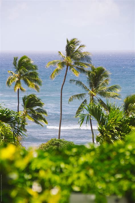 Palm Trees With Blue Sea On Tropical Exotic Island Hawaii Del Colaborador De Stocksy