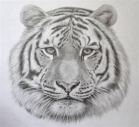 Realistic Tiger Drawing In Pencil By Jsharts On Deviantart Tiger