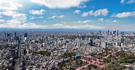 Cherry Blossom Viewing In The Sky 2019 At Tokyo City View Tokyo