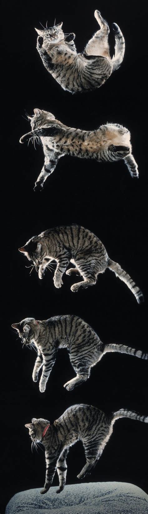 Cat Falling Cat Anatomy Cat Reference Cat Facts
