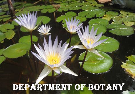 Seethalakshmi Ramaswami College Department Of Botany