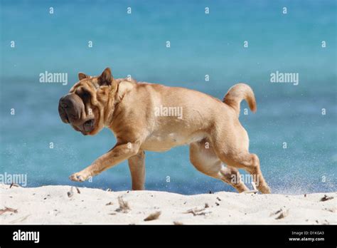 Dog Shar Pei Running On The Beach Stock Photo Alamy