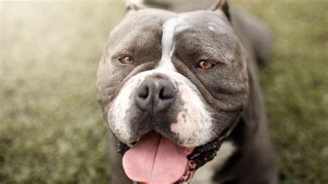 How Pit Bull Attacks Dominated Headlines In 2022