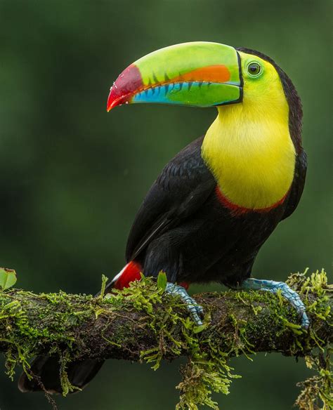Amazon Rainforest Toucan Rainforest Animal