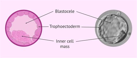 Structure Of A Blastocyst
