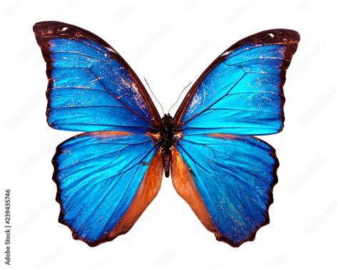 Morpho Blue Butterfly Isolated On White Stock Photo Adobe Stock