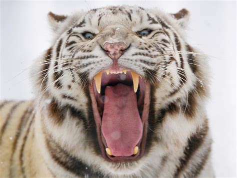 Wallpaper Bengal Tiger Tiger Roar Fangs Predator Hd Widescreen