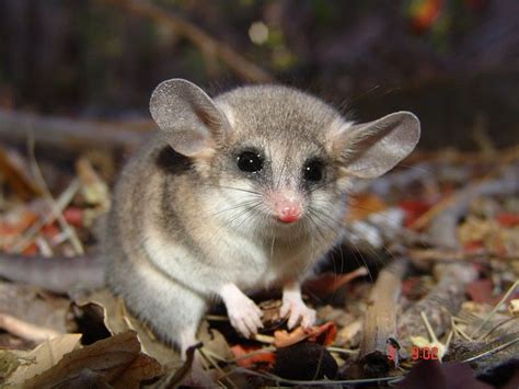 Monito del monte @ colocolo @ colocolo opossum. Colocolo Opossum : MONITO DEL MONTE @ Colocolo @ colocolo ...