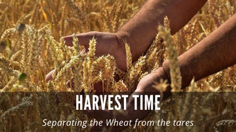 The Final Separation Of The Wheat And The Tares