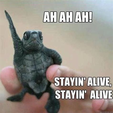 16 Funny Turtle Memes That Will Make You Lol I Can Has Cheezburger