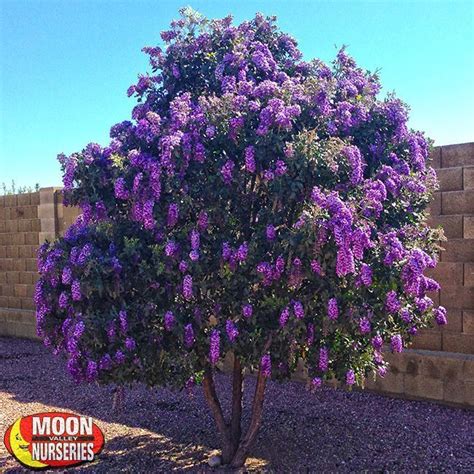 Canna lilly canna fast growing deciduous bulb. Texas Mountain Laurel | Landscaping trees, Desert trees ...