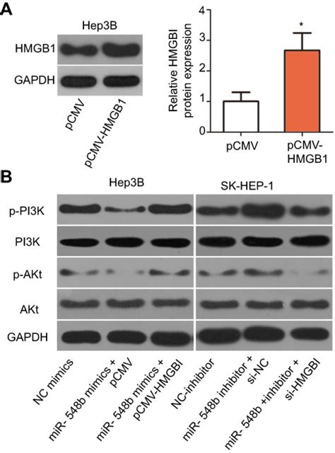 Microrna 548b Suppresses Aggressive Phenotypes Of Hepatocellular Carci