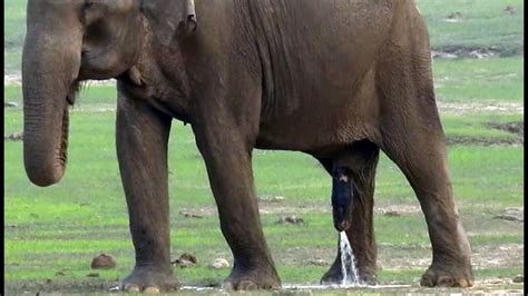 Elephant Peeing Incredibly Large Elephant Penis Youtube