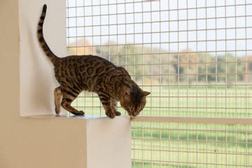 Het draagvlak voor een vaccinatiebewijs light is groot onder nederlanders. Verplichte vaccinaties | De Sierkamp