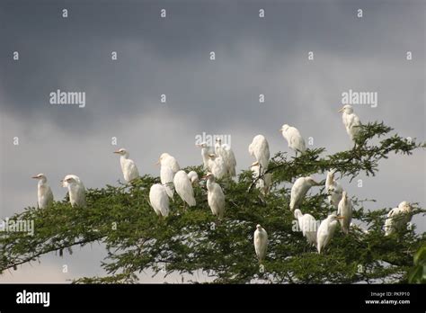 Cattle Egrets Perch Atop A Tree At Lake Nyabihoko In Western Uganda