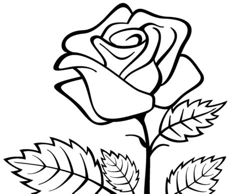 Sketsa Bunga Mawar Menggambar Dan Mewarnai