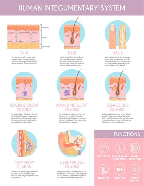 Free Vector Human Integumentary System Infographics Poster