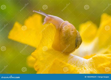 A Snail Moves On A Yellow Iris Flower Stock Image Image Of Snails