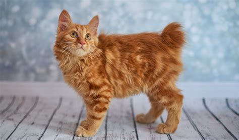American Bobtail Breed Facts And Information Petcoach