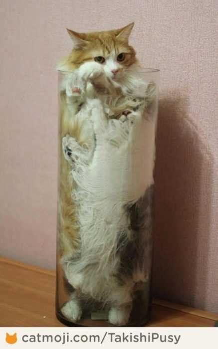 35 Funny Pictures Of Cats Stuck In Places They Shouldnt Be