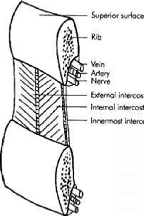 Human rib cage anatomy 3d model. Vertebral Column - Cardiac Output - Barnard Health Care