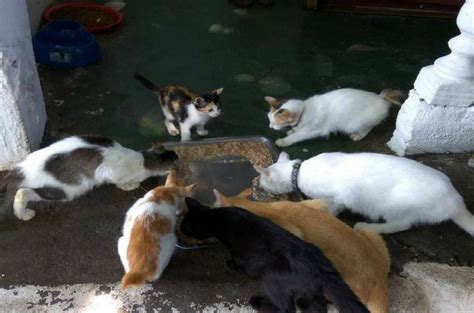 Address jalan jeti jelutong 11600 penang, malaysia. There Is A Rising Number Of Animal Abuse Cases In Malaysia ...