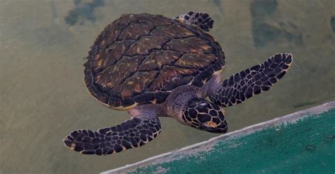 Hikkaduwa Turtle Sanctuary Haritha Villas And Spa