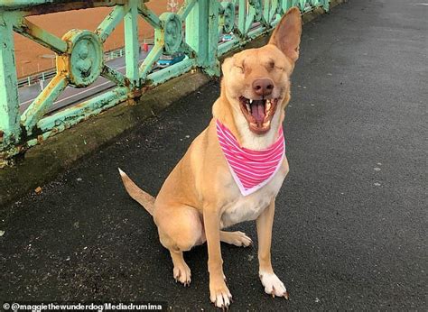 Dog Shot 17 Times Bounces Back To Health After Being Rescued From