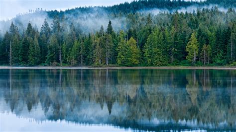 Reflection On The Lake Pine Forest Fog Hd Desktop Wallpaper