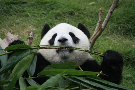 Retrato Del Oso De Panda Gigante Que Come El Bambú Imagen De Archivo