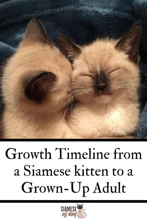 Siamese Kittens Growth Timeline Siamese Of Day In 2020 Siamese Kittens Kittens Siamese