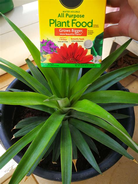 Pineapple Plant Care How To Fertilize Your Pineapple