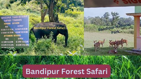 Bandipur Safari Bandipur Tiger Reserve And National Park Tickets And Timing Part 2 Youtube