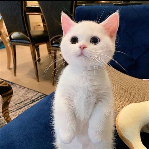 Can Somebody Explain Why This Cat Look So Cute