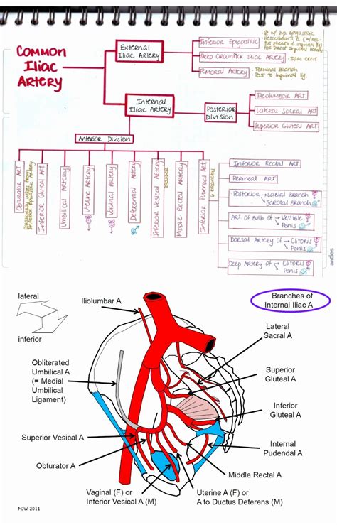 The aorta is the main vessel that feeds the body with blood. Internal Iliac Artery Mnemonic - koibana.info | Arteries ...