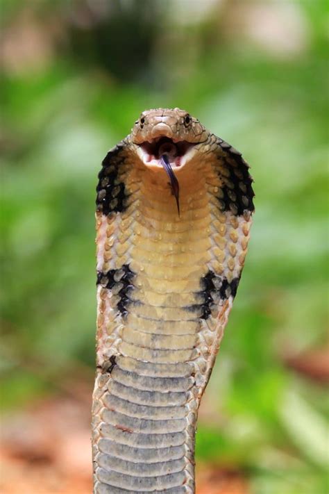 20 Crazy King Cobra Facts Fact Animal