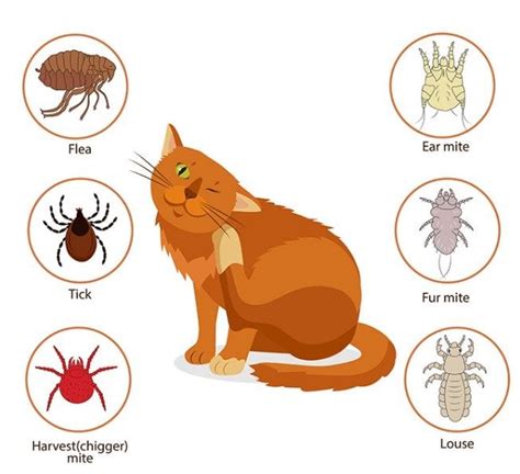 Cat Fleas And Dog Fleas The Same Cat Meme Stock Pictures And Photos