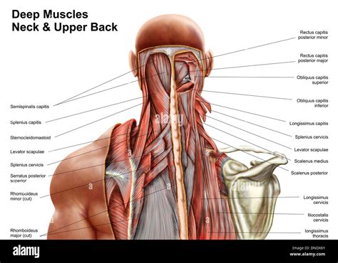 Human Anatomy Showing Deep Muscles In The Neck And Upper Back Stock