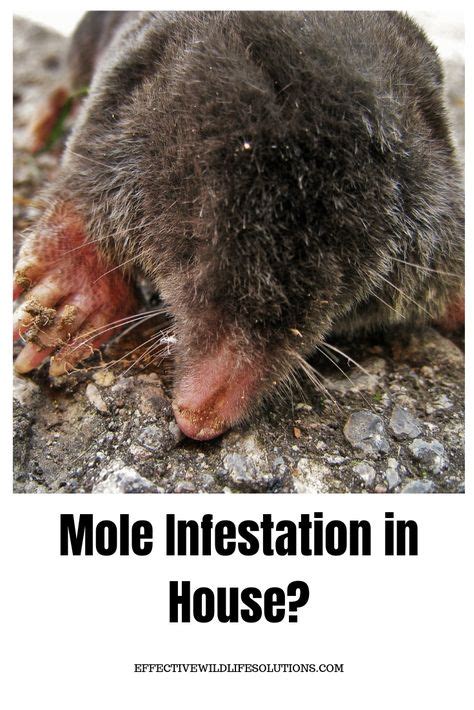 Do You Think You May Have Moles In Your House Before You Begin Trying