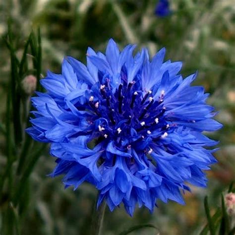 Edible Blue Bachelor Button Flower Seeds Price €195