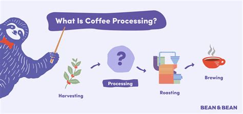 Coffee Processing Methods Discover How Coffee Gets Made Bean And Bean